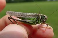 Platycleis albopunctata albopunctata