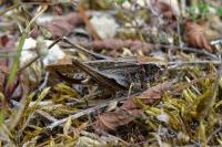 Platycleis albopunctata albopunctata