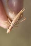 Oecanthus pellucens pellucens