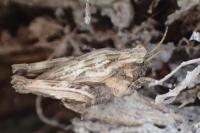 Tetrix undulata