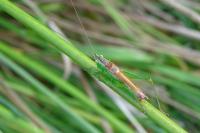 Conocephalus dorsalis