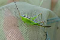 Conocephalus dorsalis
