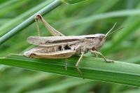 Chorthippus albomarginatus albomarginatus