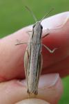 Chorthippus albomarginatus albomarginatus