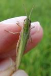 Chorthippus albomarginatus albomarginatus