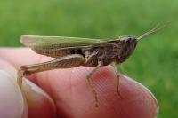 Chorthippus albomarginatus albomarginatus
