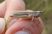 Chorthippus albomarginatus albomarginatus