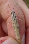 Chorthippus albomarginatus albomarginatus