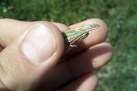Aiolopus thalassinus thalassinus
