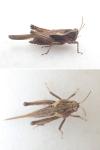 Tetrix subulata