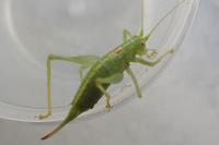 Meconema meridionale