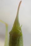 Meconema meridionale