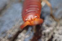 Chelidurella