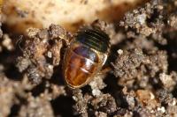 Ectobius sylvestris