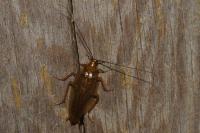 Ectobius vittiventris