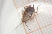 Ectobius pallidus