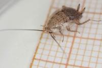 Ectobius pallidus