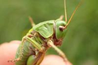 Decticus verrucivorus verrucivorus