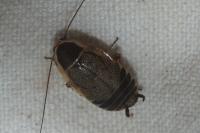 Ectobius sylvestris