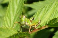 Miramella alpina subalpina
