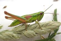 Euthystira brachyptera brachyptera