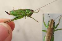 Bicolorana bicolor