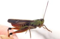 Stenobothrus lineatus lineatus