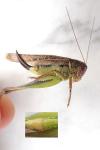 Platycleis albopunctata albopunctata