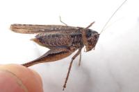 Platycleis albopunctata albopunctata