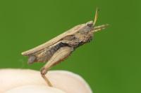 Tetrix subulata