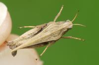Tetrix subulata