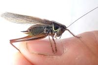 Roeseliana roeselii