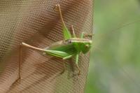 Bicolorana bicolor