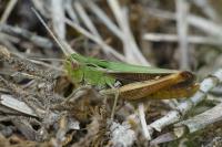Stenobothrus lineatus lineatus