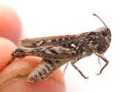 Myrmeleotettix maculatus maculatus