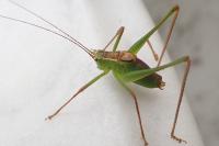 Leptophyes punctatissima