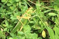 Tettigonia viridissima