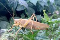 Tettigonia viridissima