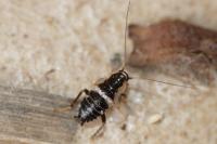 Planuncus vinzi