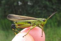 Stethophyma grossum