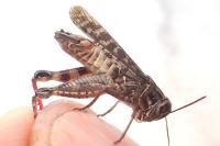 Calliptamus italicus