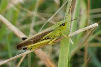 Stethophyma grossum