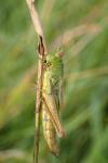 Pseudochorthippus parallelus parallelus