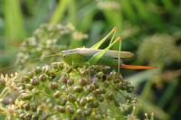 Conocephalus fuscus fuscus
