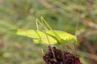 Phaneroptera