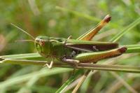 Stenobothrus lineatus lineatus