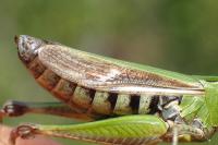 Stenobothrus lineatus lineatus