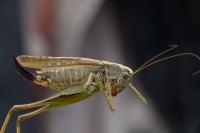 Platycleis albopunctata albopunctata