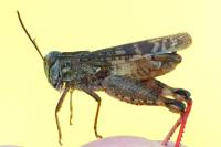 Calliptamus italicus
