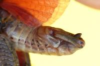 Calliptamus italicus